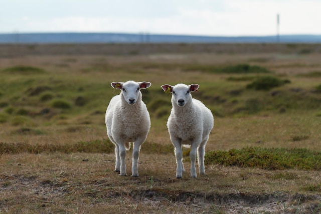 二匹の羊